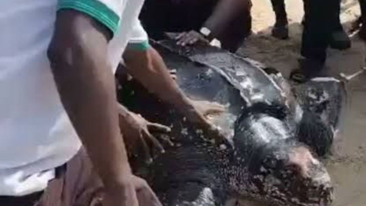 Sea turtle